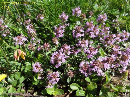 Thymus vulgaris - 