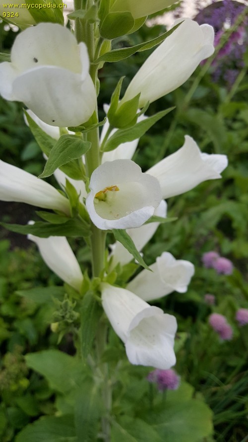 Digitalis purpurea - 