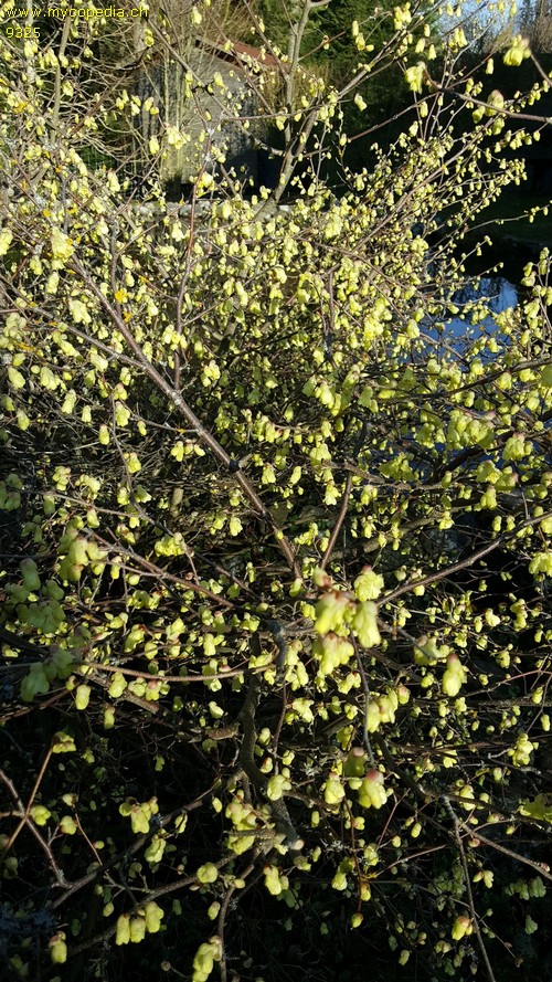 Corylopsis pauciflora - 