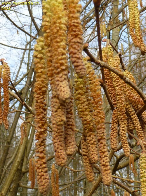 Corylus - 