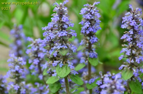 Ajuga reptans - 