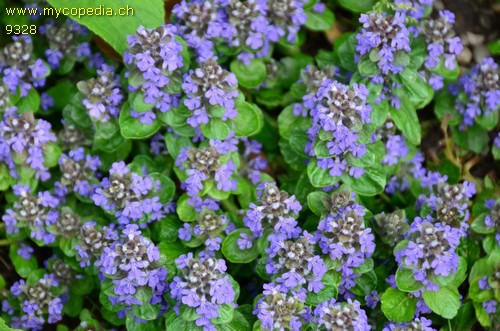 Ajuga reptans - 