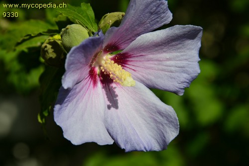 Hibiscus - 