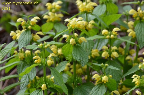 Lamium galeobdolon - 