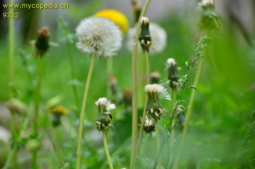 Taraxacum sect. Ruderalia - 