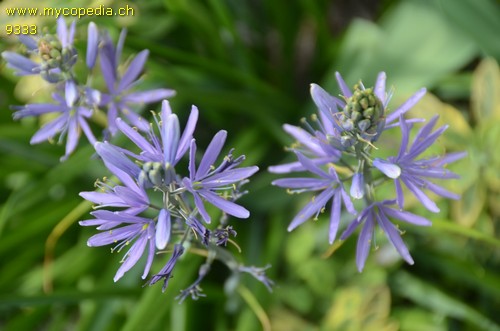 Camassia leichtlinii ssp. suksdorfii - 