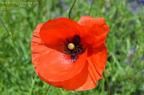 Papaver rhoeas - 