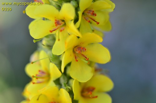 Verbascum - 