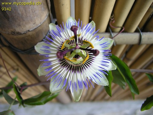 Passiflora caerulea - 