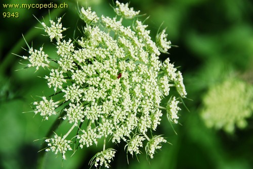 Daucus carota subsp. carota - 