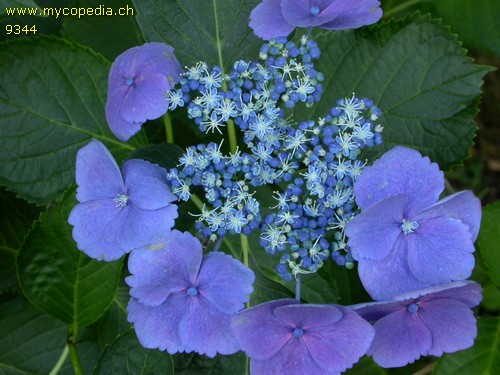 Hydrangea - 