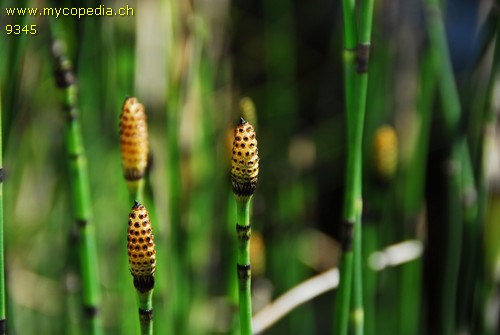 Equisetum palustre - 