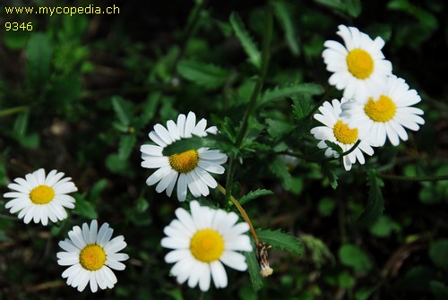 Leucanthemum vulgare - 