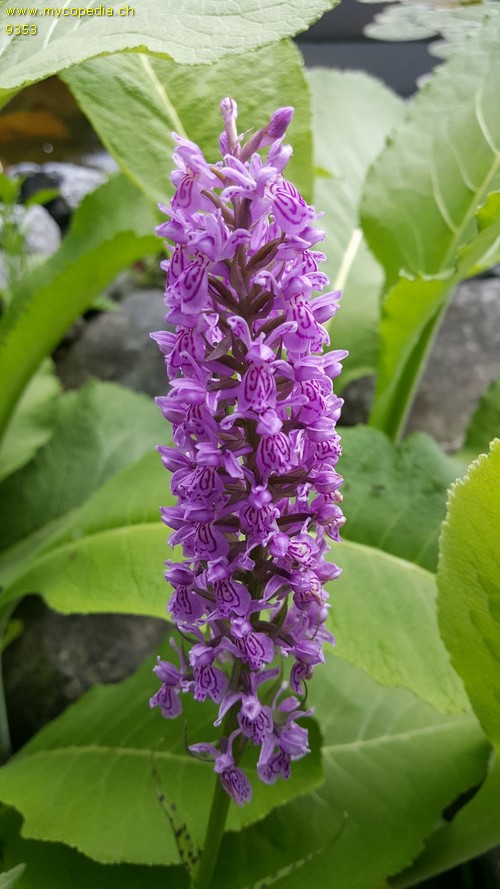 Dactylorhiza fuchsii - 