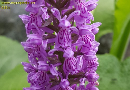 Dactylorhiza fuchsii - 