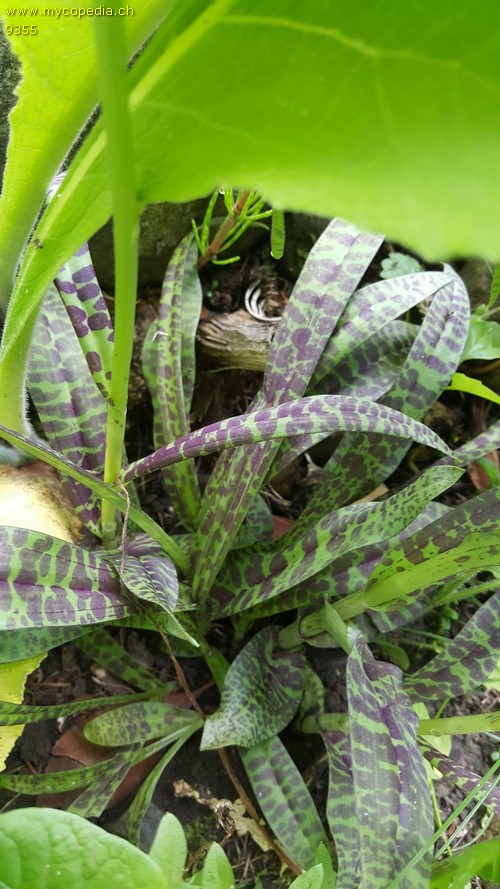 Dactylorhiza fuchsii - 