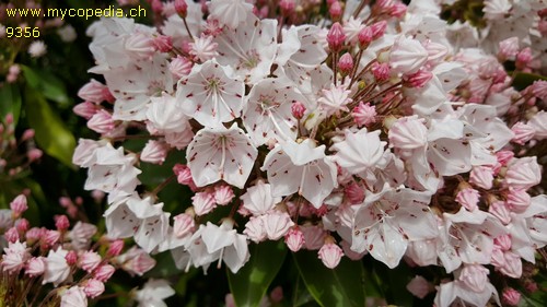 Kalmia latifolia - 