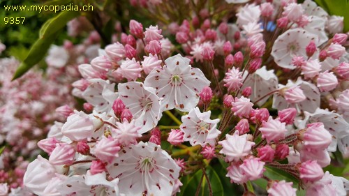 Kalmia latifolia - 