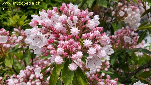 Kalmia latifolia - 