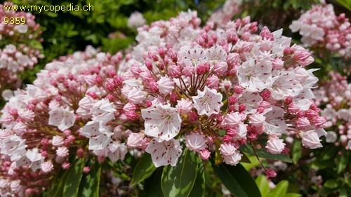 Kalmia latifolia - 