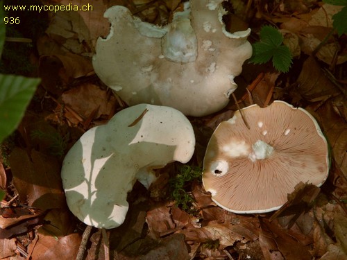 Clitopilus prunulus - 