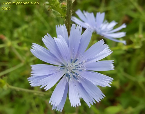 Cichorium intybus - 