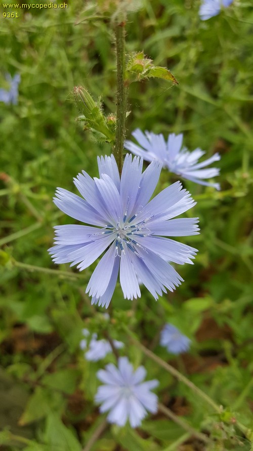 Cichorium intybus - 