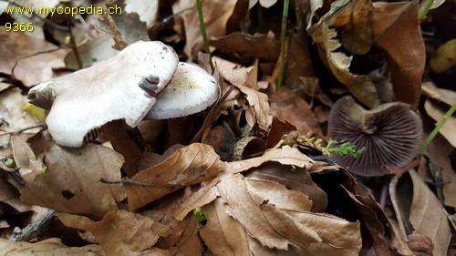 Mycena pelianthina - 