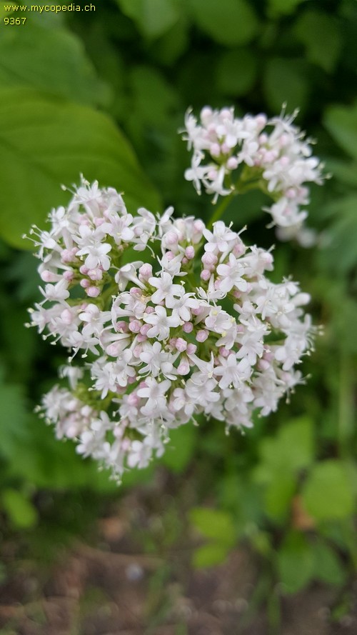 Valeriana officinalis - 