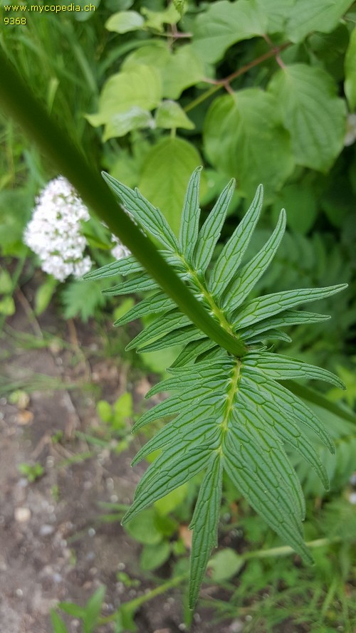 Valeriana officinalis - 