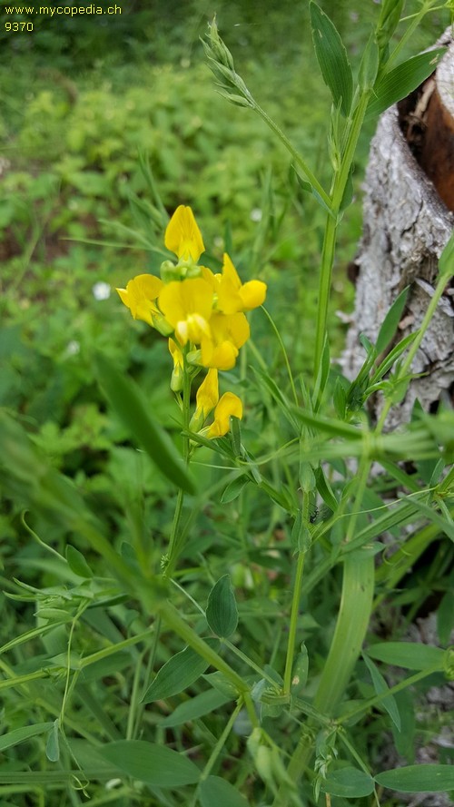 Lathyrus pratensis - 