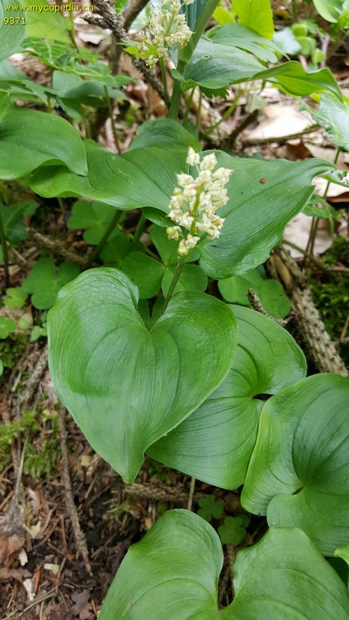 Maianthemum bifolium - 