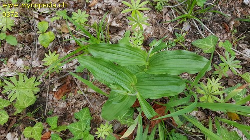 Epipactis helleborine - 