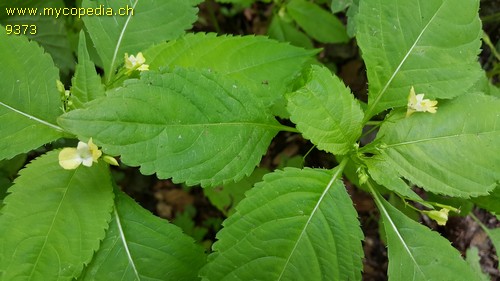 Impatiens parviflora - 