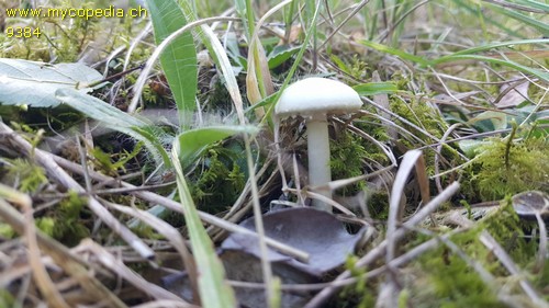 Agrocybe dura - 