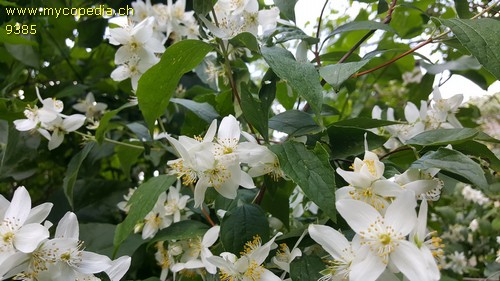 Philadelphus coronarius - 