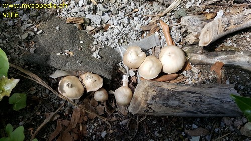 Psathyrella candolleana - 