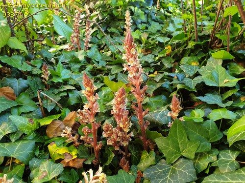 Orobanche hederae - 