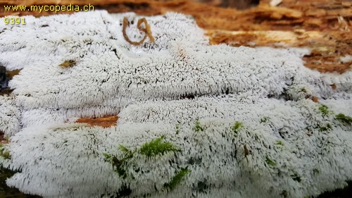 Ceratiomyxa fruticulosa - 