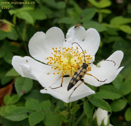 Rosa corymbifera - 