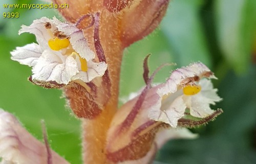 Orobanche hederae - 