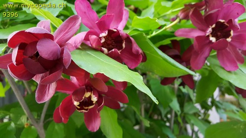 Calycanthus floridus - 