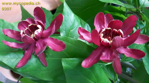 Calycanthus floridus - 