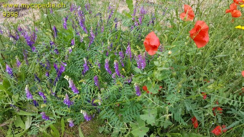 Vicia cracca - 