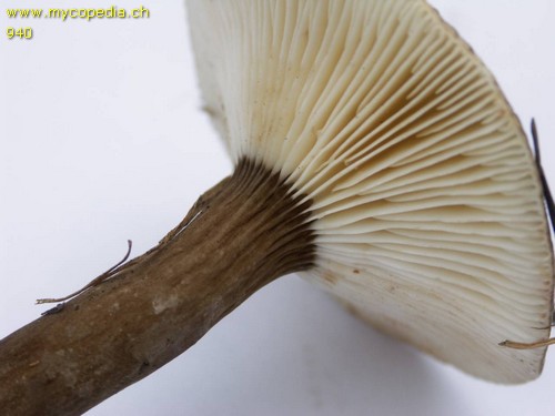 Lactarius lignyotus - 