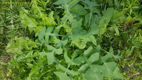 Sonchus oleraceus - 