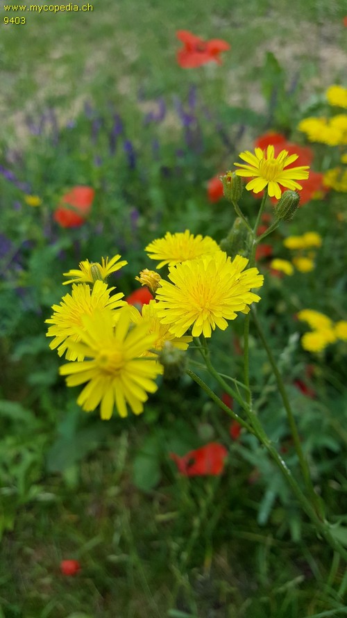 Crepis biennis - 