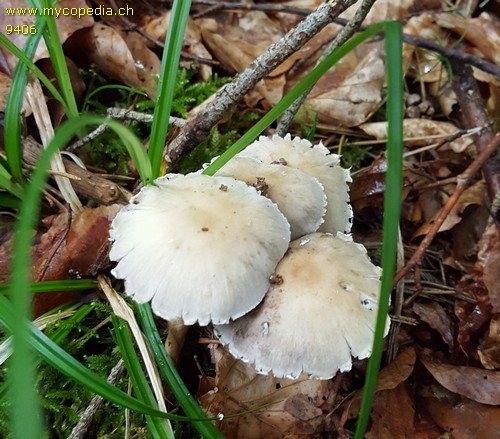 Psathyrella lutensis - 