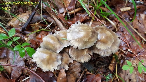 Psathyrella lutensis - 