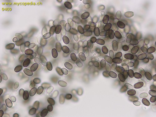 Psathyrella lutensis - Spore/n - KOH  - 